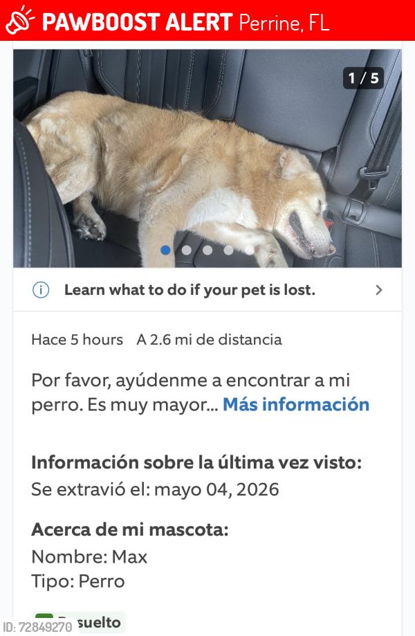 Lost Male Dog last seen ACTUALIZACIÓN: Lo llevaron a los servicios de protección animal  y lo sacrificaron antes de que pudiera recogerlo. Solo estuvo allí un día., Perrine, FL 33157