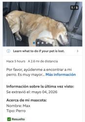 Lost Male Dog last seen ACTUALIZACIÓN: Lo llevaron a los servicios de protección animal  y lo sacrificaron antes de que pudiera recogerlo. Solo estuvo allí un día., Perrine, FL 33157