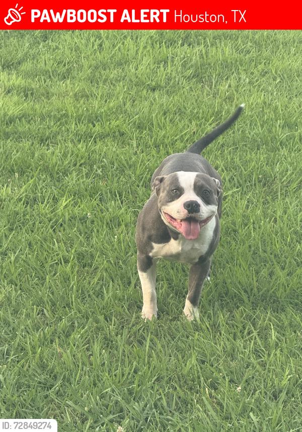 Lost Male Dog last seen Hollow tree, Houston, TX 77090