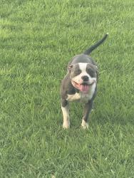Lost Male Dog last seen Hollow tree, Houston, TX 77090