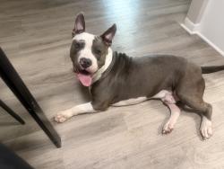 Found/Stray Male Dog last seen Near Meadowglen ln , Houston, TX 77042