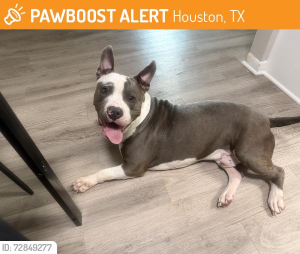 Found/Stray Male Dog last seen Near Meadowglen ln , Houston, TX 77042
