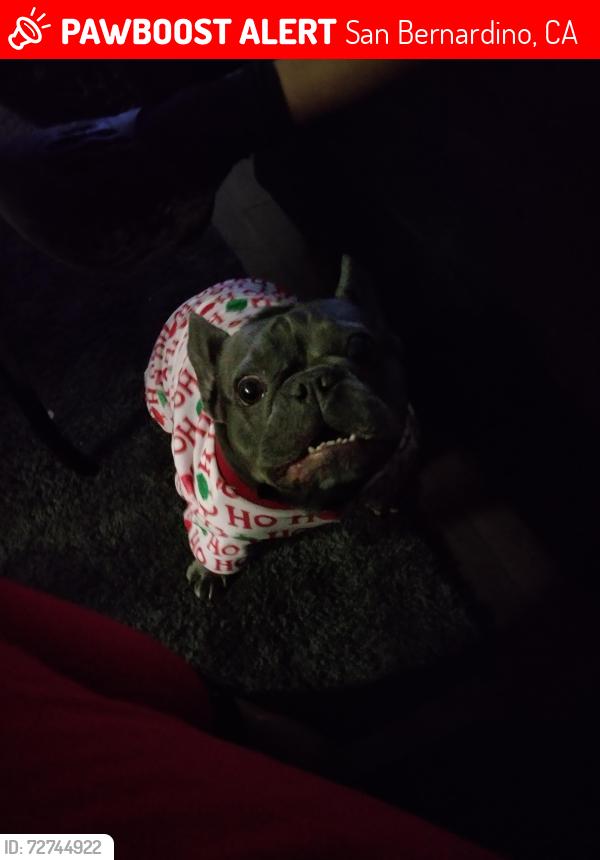 Lost Female Dog last seen Pacific, San Bernardino, CA 92410