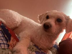Lost Female Dog last seen east william cannon , Austin, TX 78744