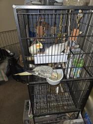 Lost Female Bird last seen Wisconsin and college, Outagamie County, WI 54942