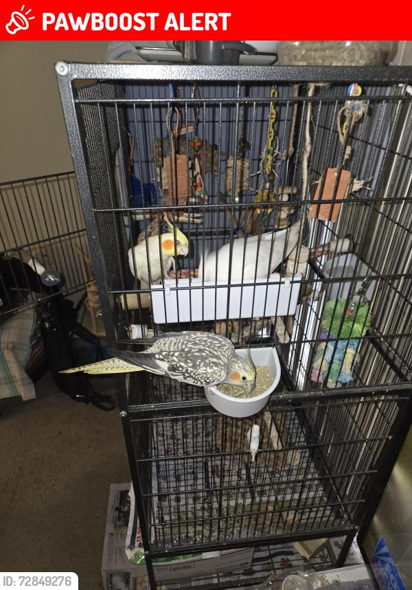 Lost Female Bird last seen Wisconsin and college, Outagamie County, WI 54942
