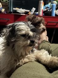 Lost Male Dog last seen 24th street north, Wichita, KS 67204