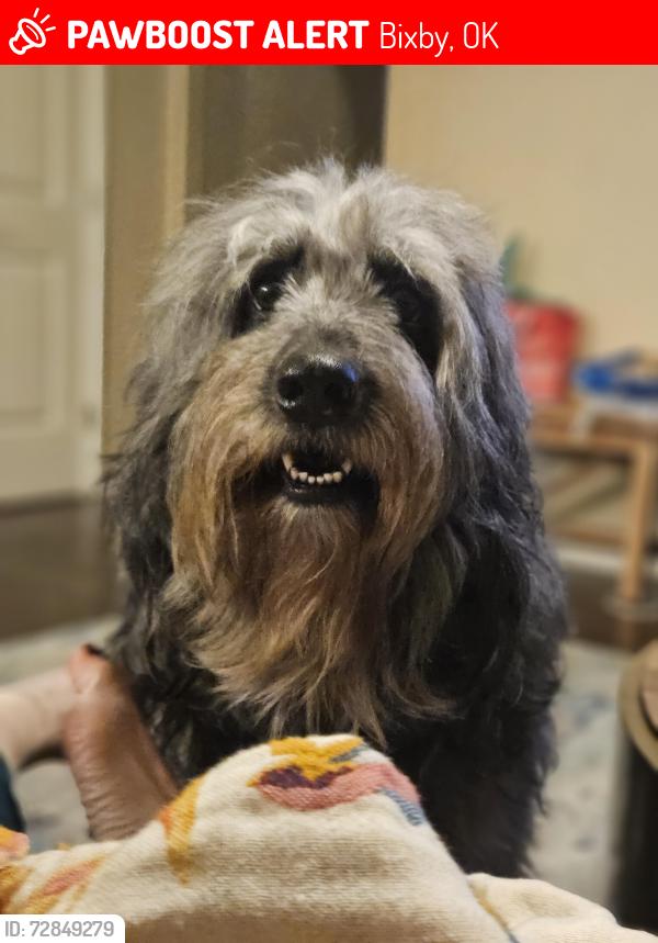 Lost Male Dog last seen 151st and South Yale ave, bixby, ok, Bixby, OK 74008