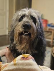 Lost Male Dog last seen 151st and South Yale ave, bixby, ok, Bixby, OK 74008