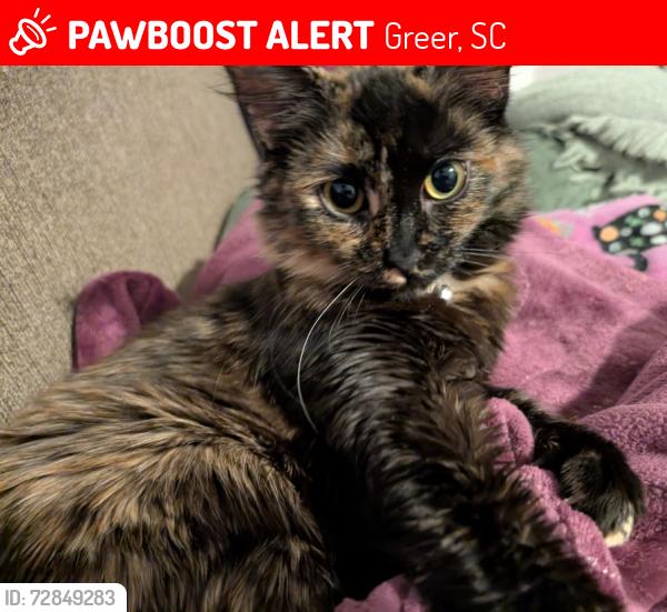 Lost Female Cat last seen Near wright dr, Greer, SC 29651