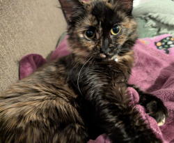 Lost Female Cat last seen Near wright dr, Greer, SC 29651