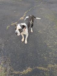 Lost Male Dog last seen Atlanta State Park, Atlanta, TX 75572