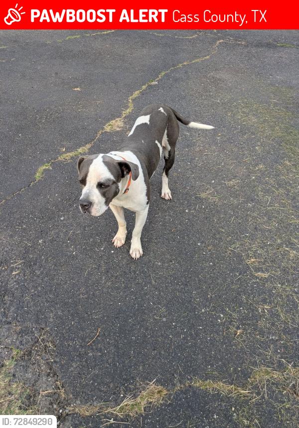 Lost Male Dog last seen Atlanta State Park, Atlanta, TX 75572