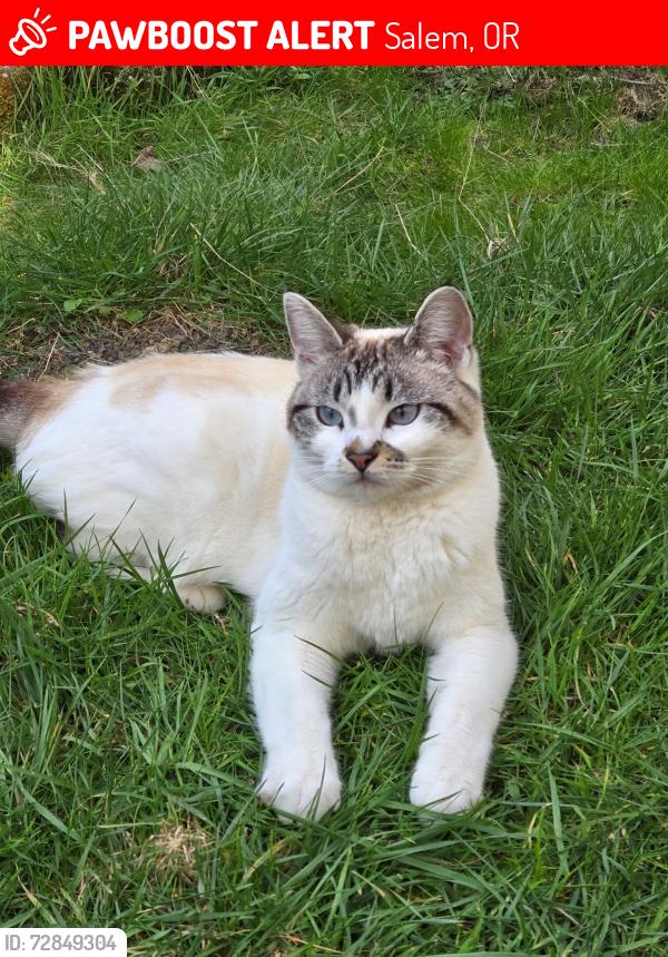 Lost Female Cat last seen Jonmart Ave Se, Salem, OR 97306