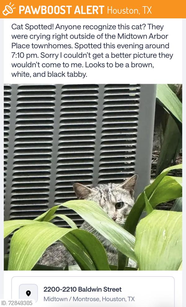 Found/Stray Unknown Cat last seen Webster Street, Houston, TX 77002