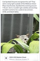 Found/Stray Unknown Cat last seen Webster Street, Houston, TX 77002