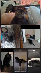 Lost Male Cat last seen behind mickey's  steakhouse  70th ave. and broadway  st denver area twin lakes  naghbor  hood , Denver, CO 80221