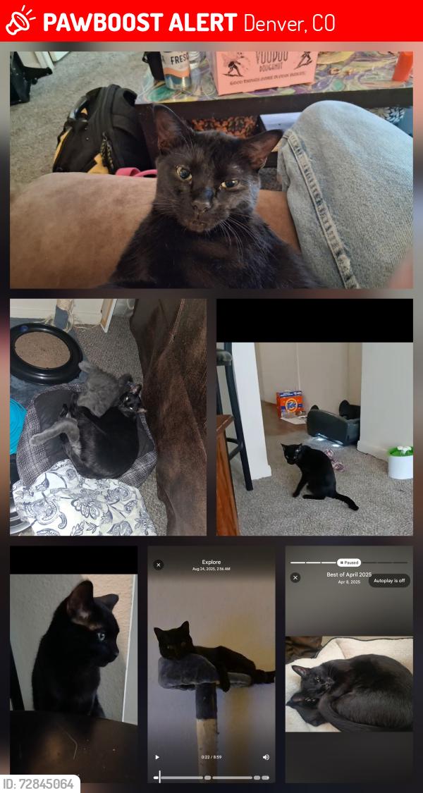Lost Male Cat last seen behind mickey's steakhouse 70th ave. and broadway st denver area twin lakes naghbor hood, Denver, CO 80221