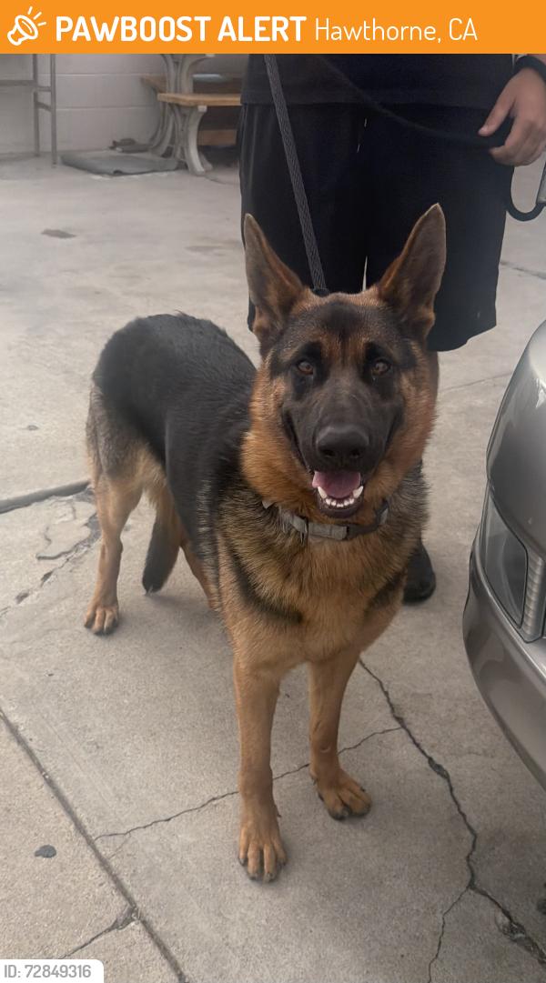 Found/Stray Female Dog last seen Near Oxford Ave, Hawthorne, CA 90250
