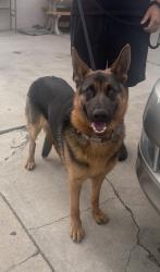 Found/Stray Female Dog last seen Near Oxford Ave, Hawthorne, CA 90250