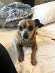 Found/Stray Female Dog last seen West of RR tracks on Cliffside, Cliffside, TX 79124