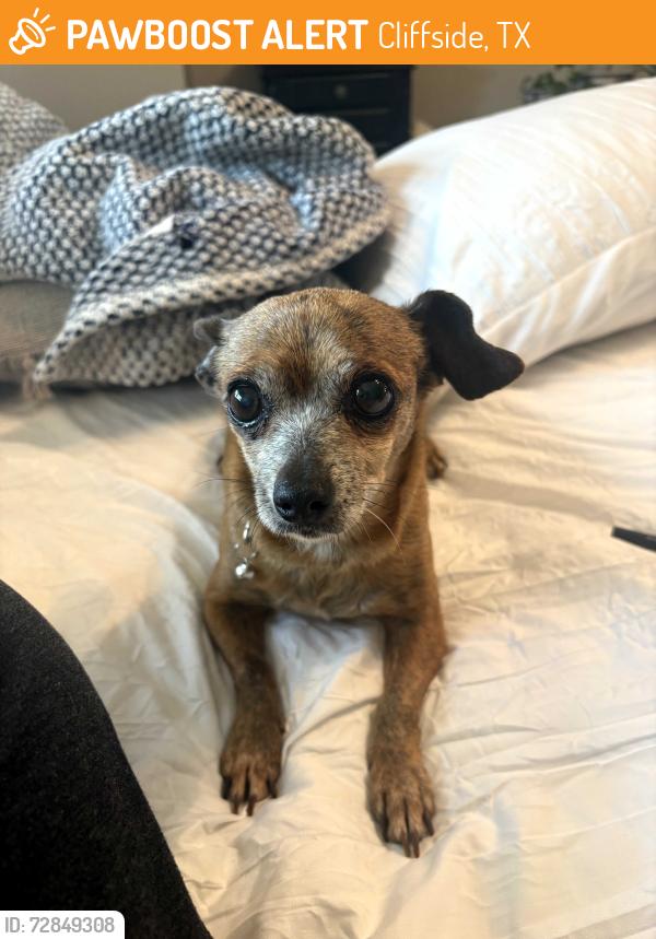 Found/Stray Female Dog last seen West of RR tracks on Cliffside, Cliffside, TX 79124