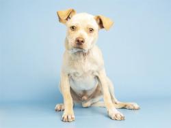 Shelter Stray Male Dog last seen BROADWAY AND CENTRAL, Phoenix, AZ 85008