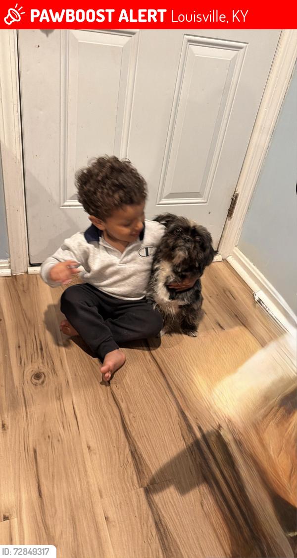 Lost Male Dog last seen Near terry road , Louisville, KY 40258