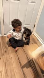 Lost Male Dog last seen Near terry road , Louisville, KY 40258