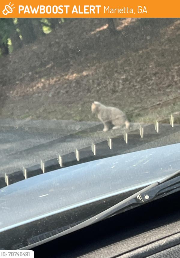 Found/Stray Unknown Cat last seen Oxford Way and Asbury Court, Marietta, GA 30062
