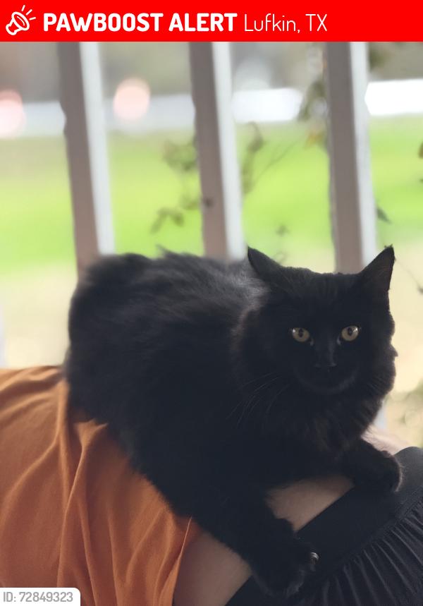 Lost Male Cat last seen Beulah community center , Lufkin, TX 75901