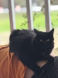 Lost Male Cat last seen Beulah community center , Lufkin, TX 75901