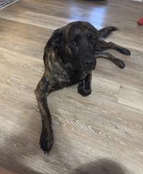 Found/Stray Female Dog last seen Unsure , Earleton, FL 32666
