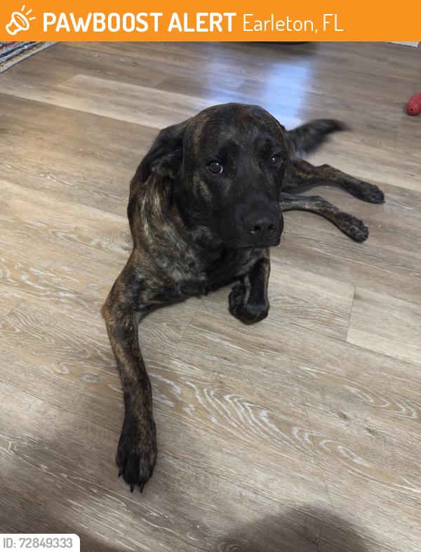Found/Stray Female Dog last seen Unsure , Earleton, FL 32666