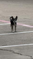 Found/Stray Male Dog last seen Lamar and Collins , Arlington, TX 76011