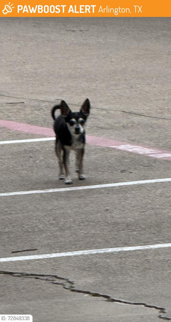 Found/Stray Male Dog last seen Lamar and Collins , Arlington, TX 76011