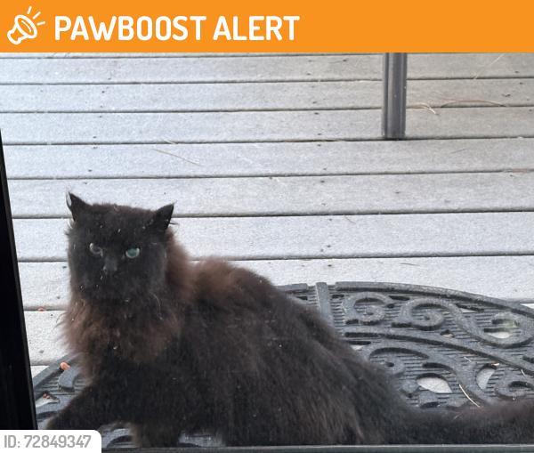 Found/Stray Female Cat last seen Rutter pkwy/North Indian Trail, Spokane County, WA 99208