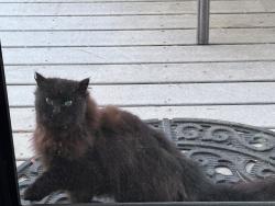 Found/Stray Female Cat last seen Rutter pkwy/North Indian Trail, Spokane County, WA 99208