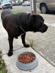 Found/Stray Male Dog last seen 98th ave, Oakland, CA 94603