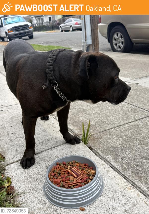 Found/Stray Male Dog last seen 98th ave, Oakland, CA 94603