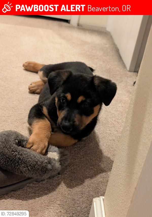 Lost Female Dog last seen NW Albion, Beaverton, OR 97006