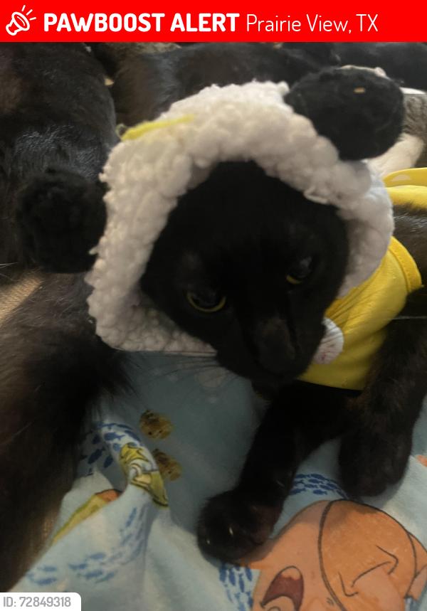Lost Female Cat last seen Near University Drive Prairie View Tx, 77446, Prairie View, TX 77445