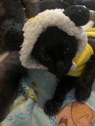 Lost Female Cat last seen Near University Drive Prairie View Tx, 77446, Prairie View, TX 77445