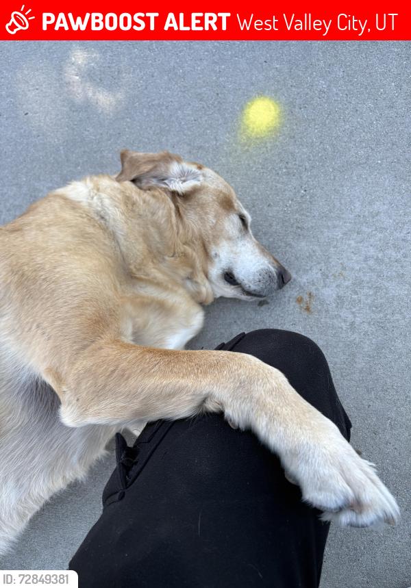 Lost Female Dog last seen West valley city , West Valley City, UT 84128