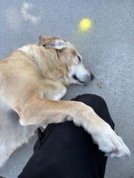 Lost Female Dog last seen West valley city , West Valley City, UT 84128