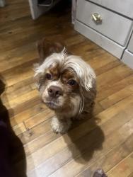 Lost Male Dog last seen Puritan and livernois , Detroit, MI 48221