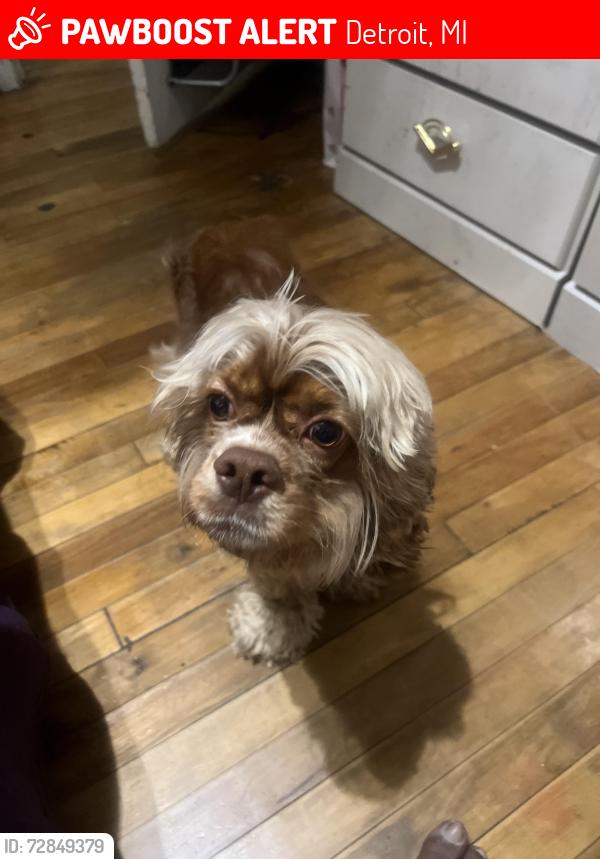 Lost Male Dog last seen Puritan and livernois , Detroit, MI 48221
