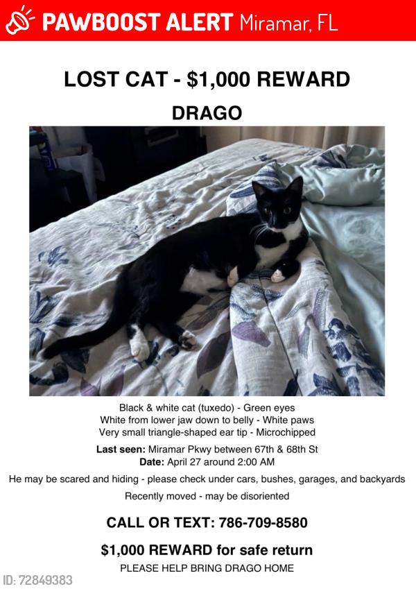 Lost Male Cat last seen Miramar Pkwy and 68th Avenue, Miramar, FL 33023