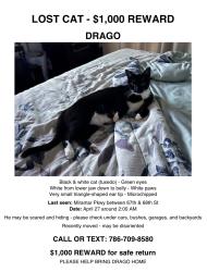 Lost Male Cat last seen Miramar Pkwy and 68th Avenue, Miramar, FL 33023