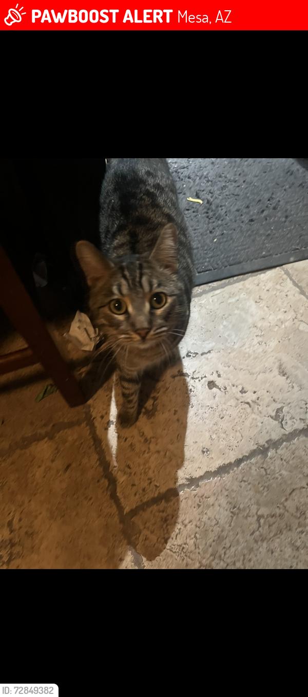 Lost Male Cat last seen Near N Fraser Drive, Mesa, AZ 85203